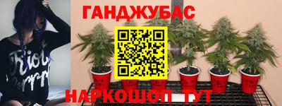 прущие грибы Владикавказ